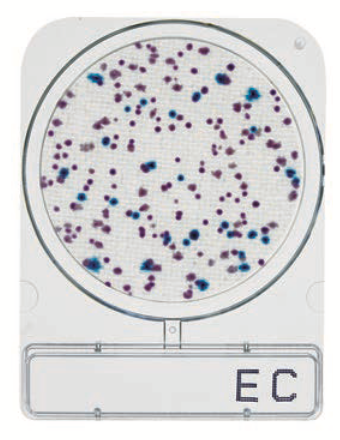 Compact Dry CC 240pc