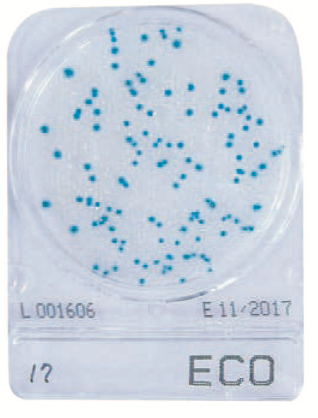 微生物快速测试片—大肠埃希氏菌，CompactDry ECO 