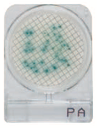 微生物快速测试片—铜绿假单胞菌