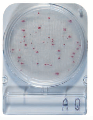 微生物快速测试片—水异养菌，CompactDry AQ