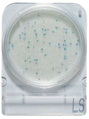 微生物快速测试片—李斯特氏菌属，CompactDry LS 