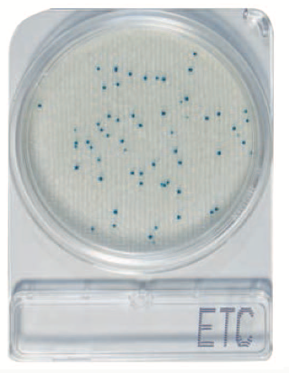 微生物快速测试片—肠球菌属，Compact Dry ETC
