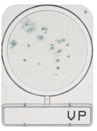 微生物快速测试片—副溶血性弧菌，CompactDry VP 240pc