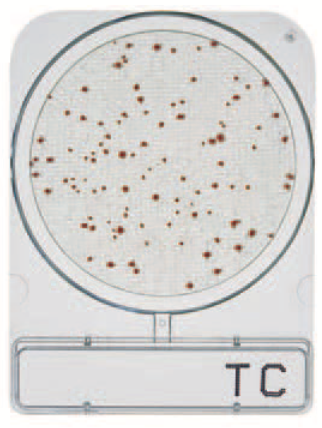 微生物快速测试片—菌落总数，Compact Dry TC 1400pc