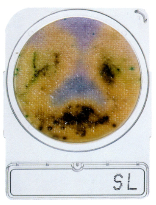 微生物快速测试片—沙门氏菌，Compact Dry SL 1400pc