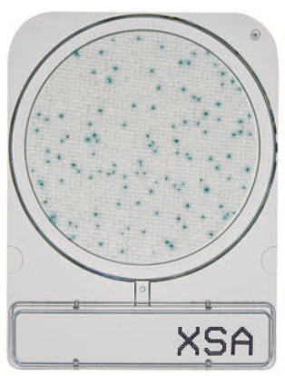 微生物快速测试片—金黄色葡萄球菌，CompactDry X-SA 1400pc