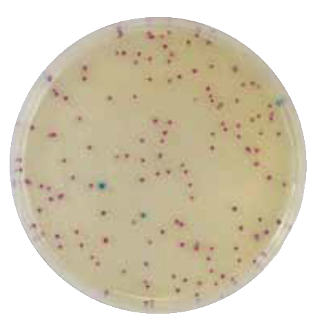 AccuDia XM-G Agar琼脂培养基-大肠杆菌