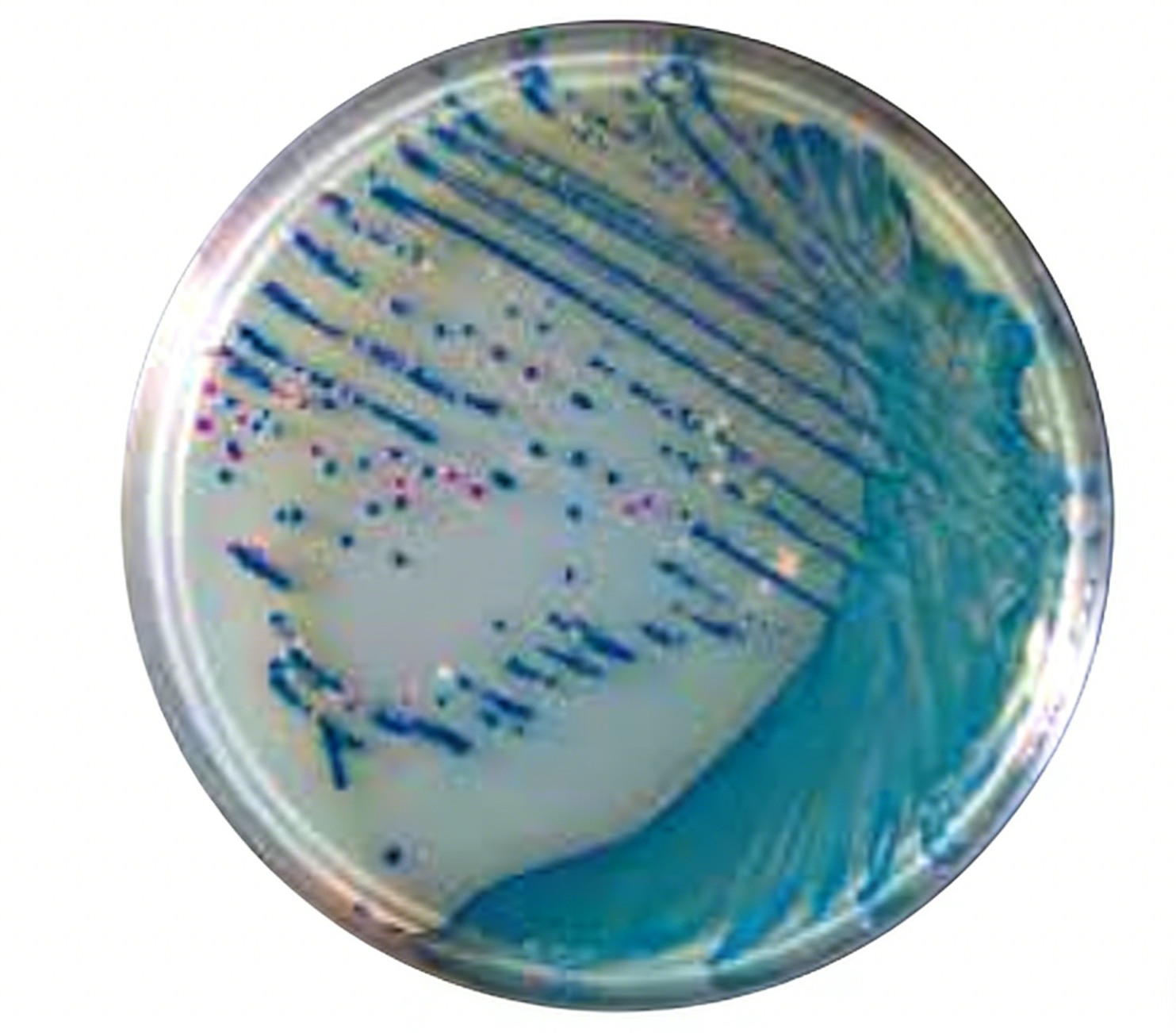 AccuDia XM-sakazakii Agar-克罗诺杆菌