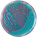 AccuDia X-BC Agar - 蜡样芽孢杆菌